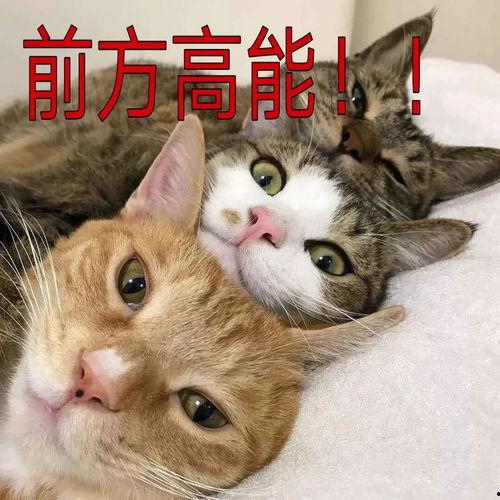 三只小猫咪爆料视频,萌态百出,温馨瞬间尽收眼底 第2张 三只小猫咪爆料视频,萌态百出,温馨瞬间尽收眼底 第2张