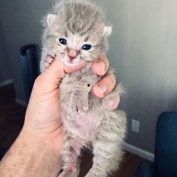 三只小猫咪爆料视频,萌态百出,温馨瞬间尽收眼底 第3张 三只小猫咪爆料视频,萌态百出,温馨瞬间尽收眼底 第3张