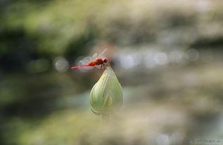 蜻蜓2006在线观看,穿越时光的青春记忆