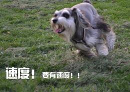 狗魅在线观看,探寻神秘犬灵的奇幻之旅