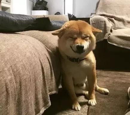 狗魅在线观看,探寻神秘犬灵的奇幻之旅 第2张 狗魅在线观看,探寻神秘犬灵的奇幻之旅 第2张