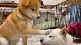 狗魅在线观看,探寻神秘犬灵的奇幻之旅 第3张 狗魅在线观看,探寻神秘犬灵的奇幻之旅 第3张