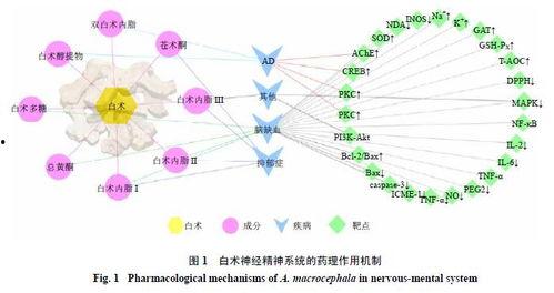 白术机制最新爆料,引领中医药现代化新篇章 第3张 白术机制最新爆料,引领中医药现代化新篇章 第3张
