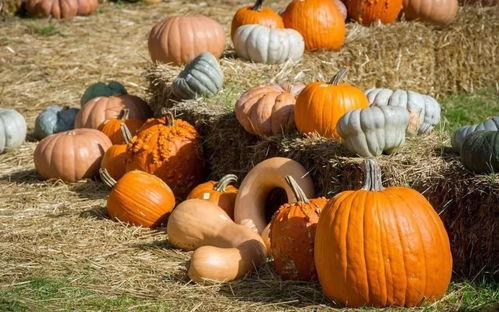 吃瓜群众在线免费观看完整版芒果,揭秘吃瓜群众在线观看完整版秘籍 第2张 吃瓜群众在线免费观看完整版芒果,揭秘吃瓜群众在线观看完整版秘籍 第2张