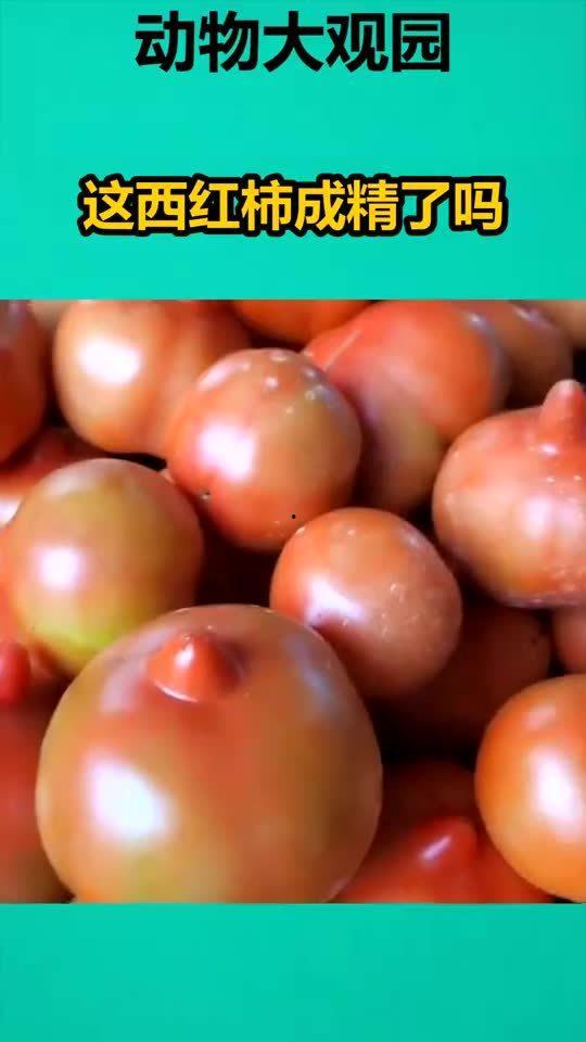 爆料西红柿成精视频,西红柿竟成精？惊呆众人！