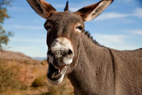 网红二驴女儿新闻爆料,揭秘家庭背后故事