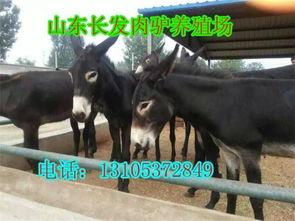 网红二驴女儿新闻爆料,揭秘家庭背后故事  第3张