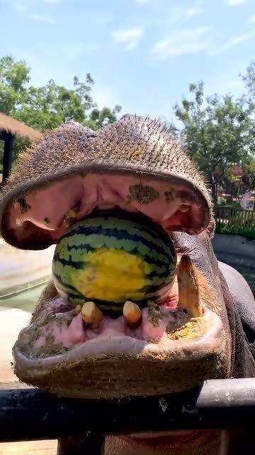 男网红翻车吃瓜,男网红吃瓜不成反被瓜  第3张