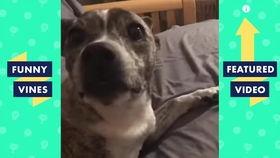 抖音幽默爆料视频大全最新,幽默爆料视频大盘点，笑出腹肌的欢乐时光！