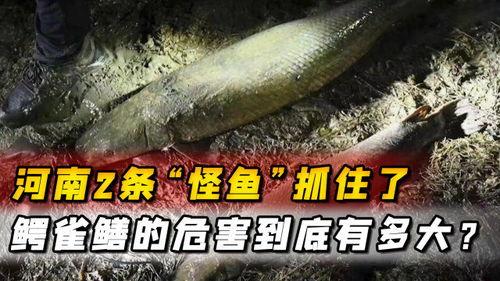 鳄雀鳝最新爆料视频,最新视频揭秘其真实面目 第2张 鳄雀鳝最新爆料视频,最新视频揭秘其真实面目 第2张
