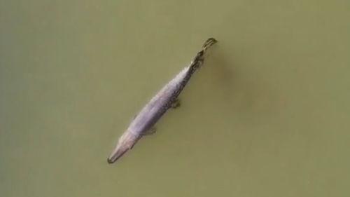 鳄雀鳝最新爆料视频,最新视频揭秘其真实面目 第3张 鳄雀鳝最新爆料视频,最新视频揭秘其真实面目 第3张