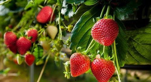 微笑爆料草莓视频大全