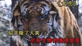 大虎电影完整在线观看,热血沸腾的复仇之旅