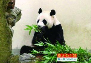 熊猫狗仔爆料是真的吗视频,熊猫狗仔爆料视频真实性揭秘  第3张