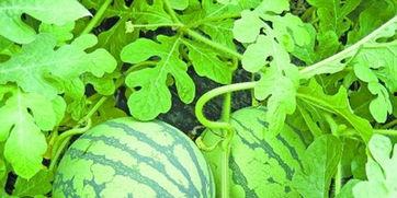 武汉爆料最新吃瓜,吃瓜群众揭秘幕后真相 第3张 武汉爆料最新吃瓜,吃瓜群众揭秘幕后真相 第3张