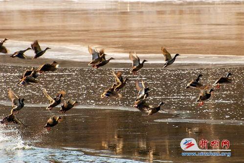 野鸭子在线观看,在线观看，探寻自然之美与生命奥秘