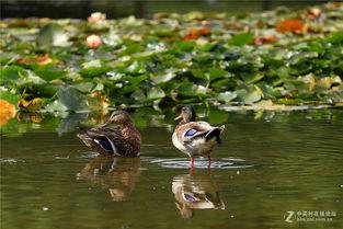 野鸭子在线观看,在线观看,探寻自然之美与生命奥秘 第3张 野鸭子在线观看,在线观看,探寻自然之美与生命奥秘 第3张
