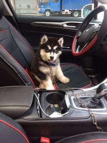 狗神在线观看土豆,揭秘神秘狗狗的奇幻冒险之旅