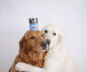 娱乐吃瓜酱金毛,吃瓜酱带你领略娱乐圈的欢乐瞬间  第2张