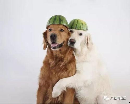 娱乐吃瓜酱金毛,吃瓜酱带你领略娱乐圈的欢乐瞬间  第3张