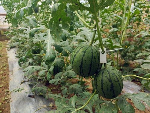 中牟九堡免费吃瓜,免费吃瓜活动乐翻天 第2张 中牟九堡免费吃瓜,免费吃瓜活动乐翻天 第2张