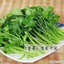 香菜管理爆料怎么做视频,视频制作攻略全解析  第2张